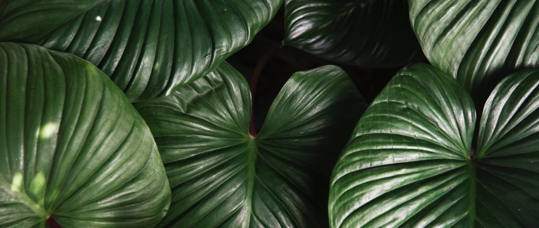 green plant leaves