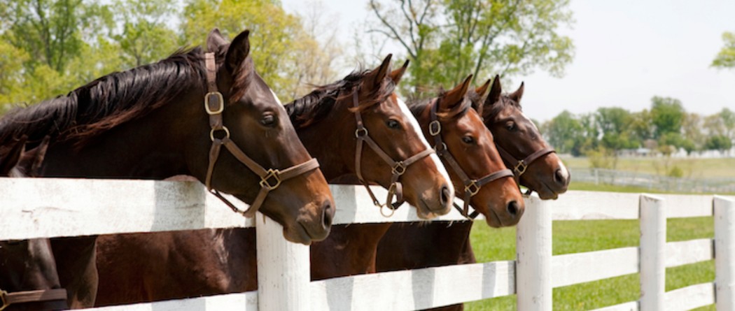 four thoroughbred horses on a fence